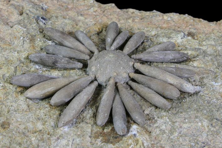 Jurassic Club Urchin (Gymnocidaris) - Boulmane, Morocco #85974